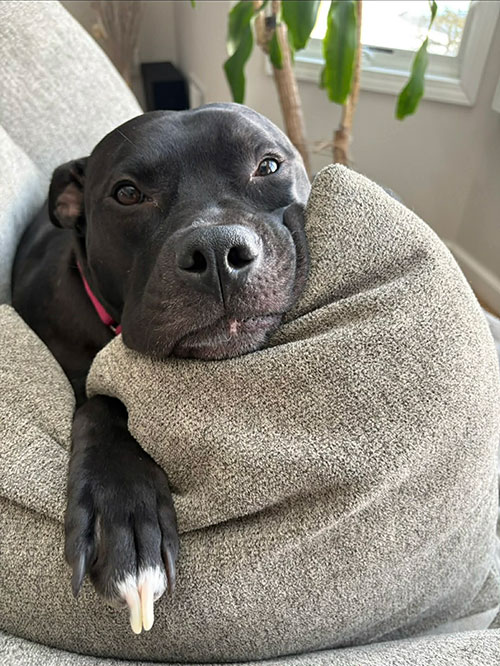 Rico